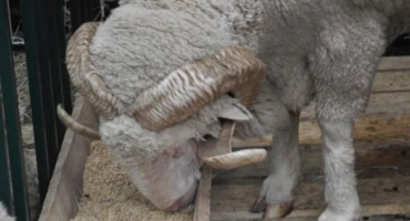 Chov ovcí v zimě: čím krmit a jak se o ně starat?